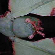 Phyllium giganteum